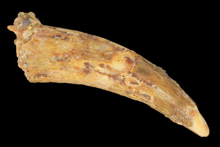 Fossil Pterosaur (Siroccopteryx) Tooth - Morocco #145202